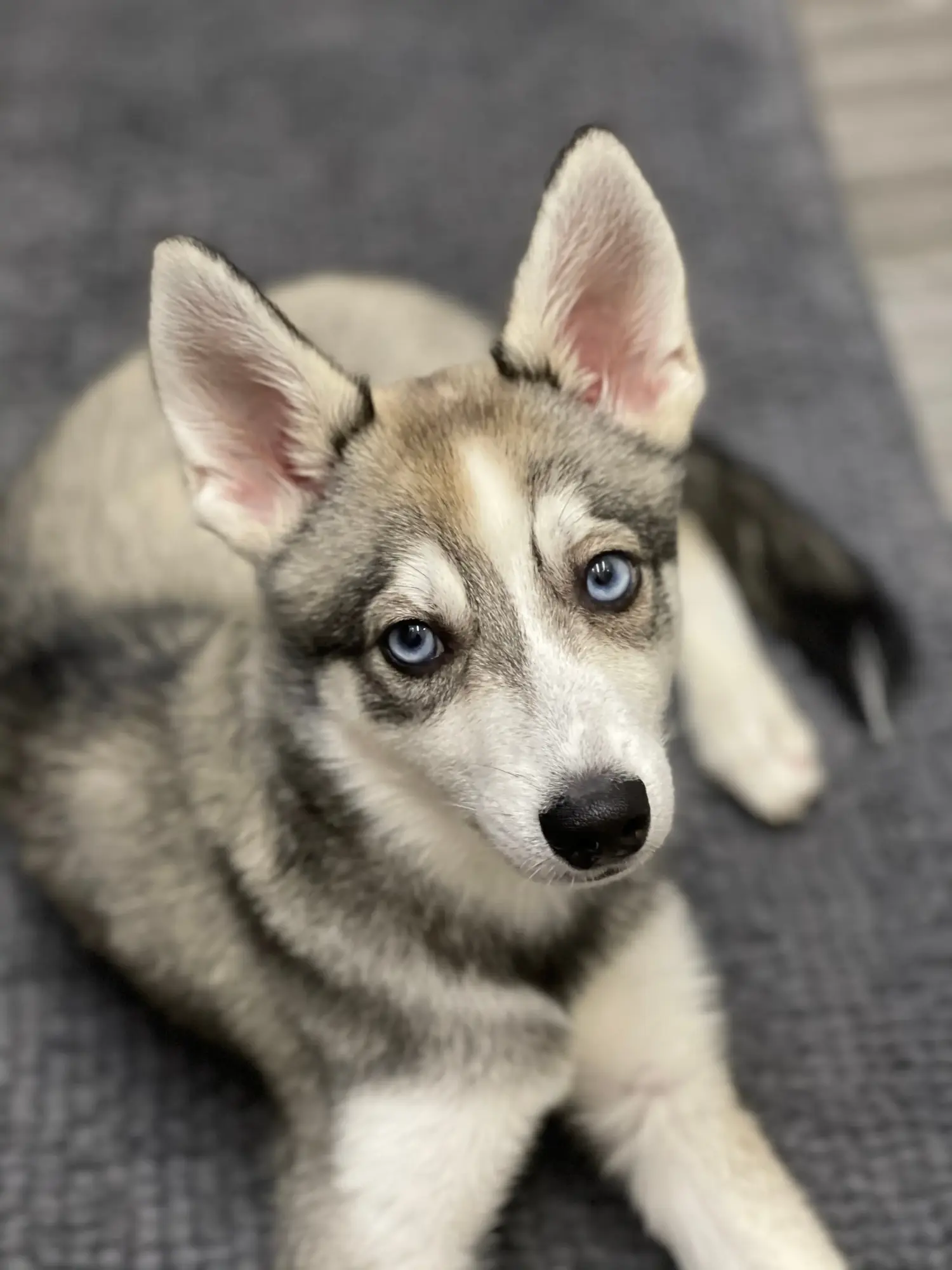 Buying an Alaskan Klee Kai puppy means taking responsibility! Buy Alaskan Klee Kai puppies.