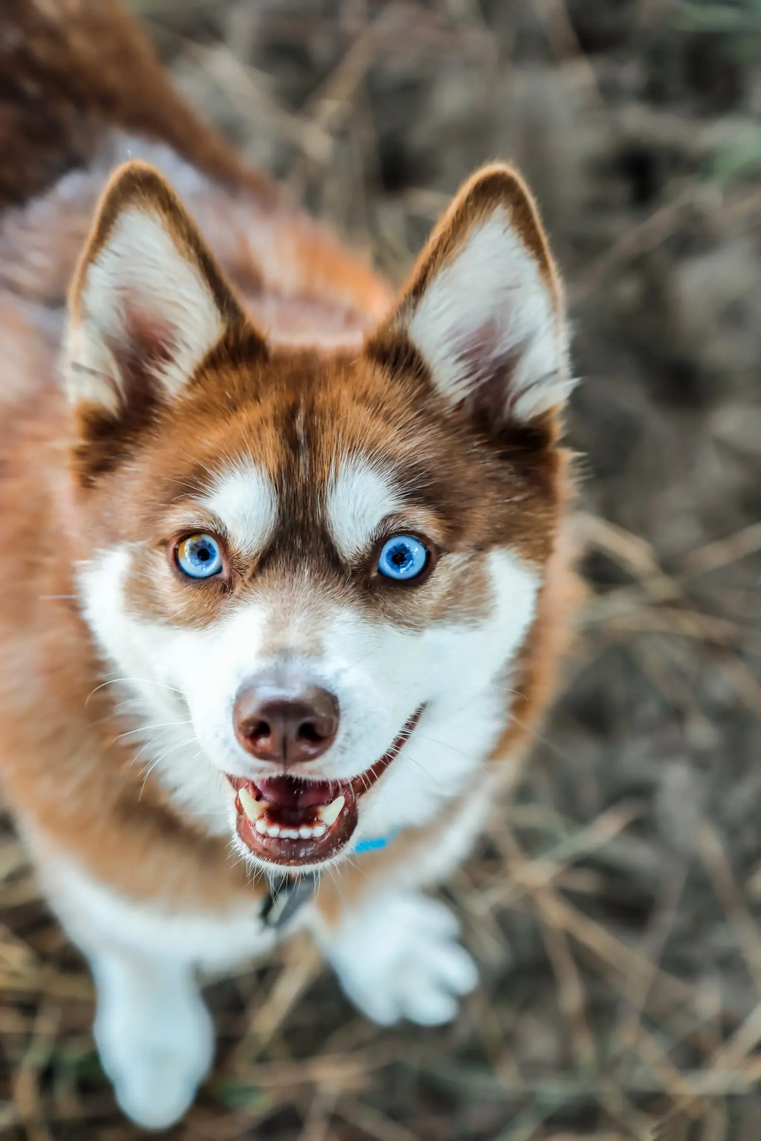 Buying an Alaskan Klee Kai puppy means taking responsibility! Buy Alaskan Klee Kai puppies.