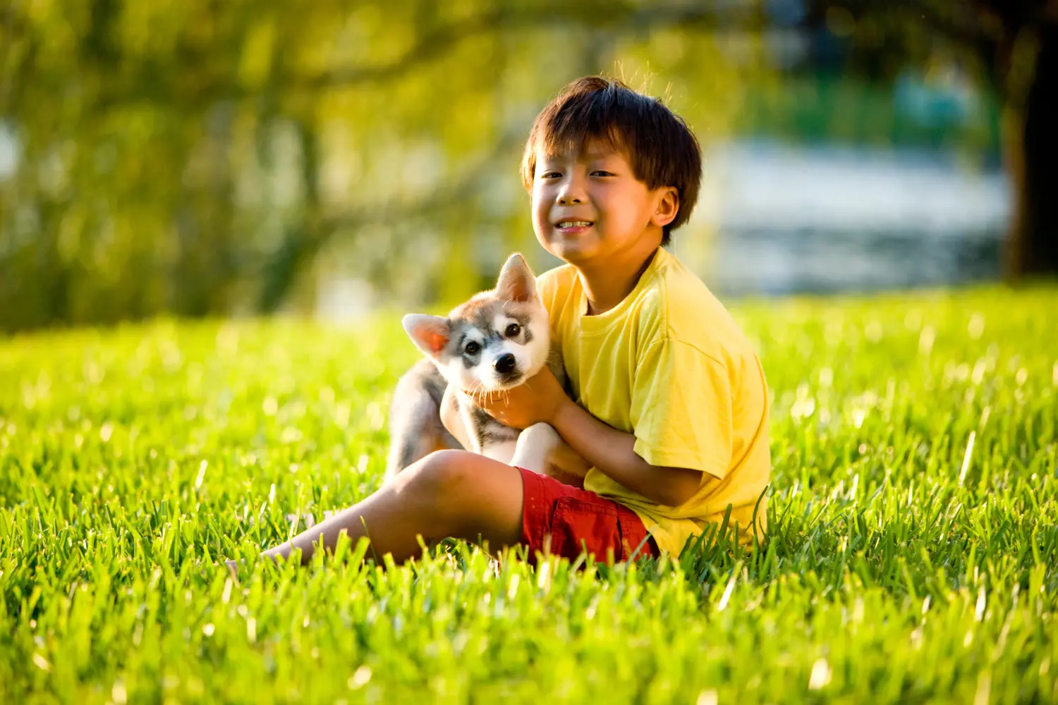 Buying an Alaskan Klee Kai puppy means taking responsibility! Buy Alaskan Klee Kai puppies.