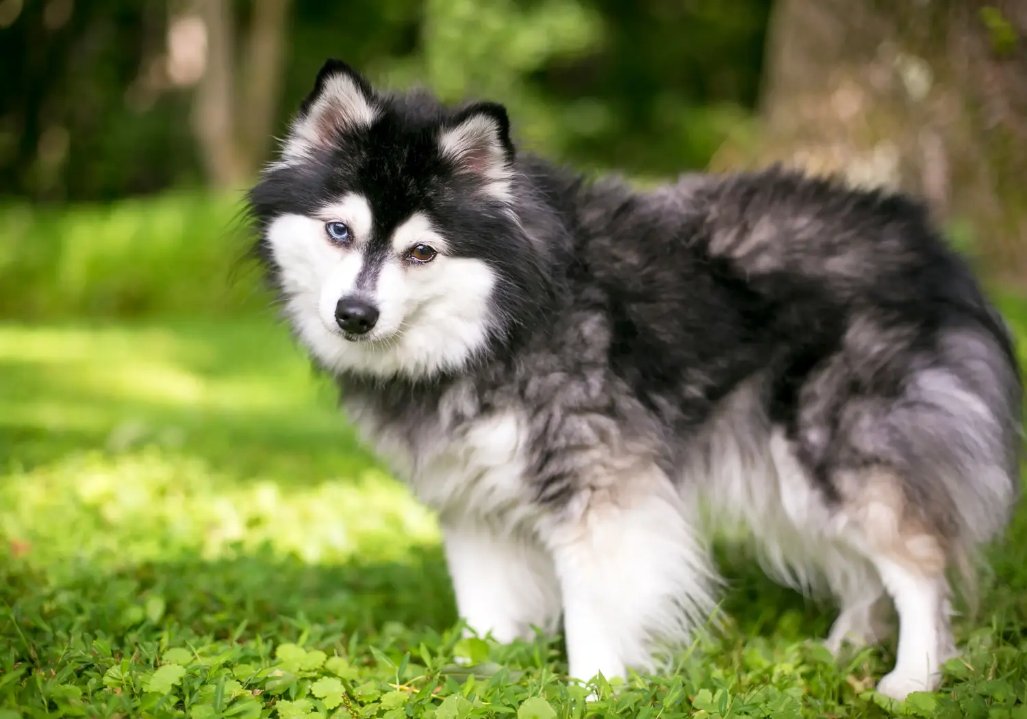 Buying an Alaskan Klee Kai puppy means taking responsibility! Buy Alaskan Klee Kai puppies.