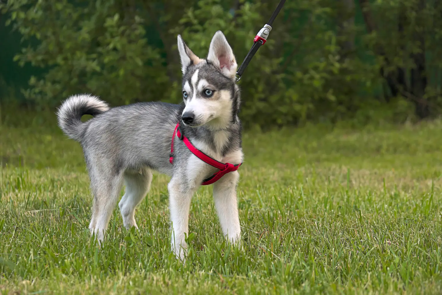 Buying an Alaskan Klee Kai puppy means taking responsibility! Buy Alaskan Klee Kai puppies.
