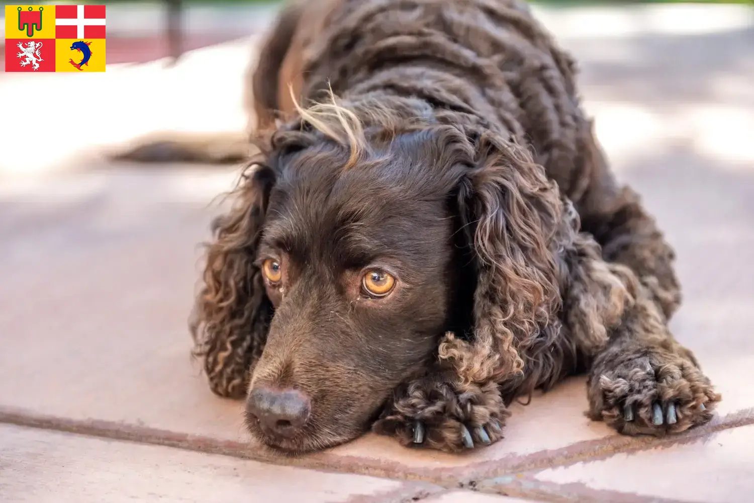 American Water Spaniel puppies and breeders Auvergne-Rhône-Alpes Find here American Water Spaniels breeders in Auvergne-Rhône-Alpes.