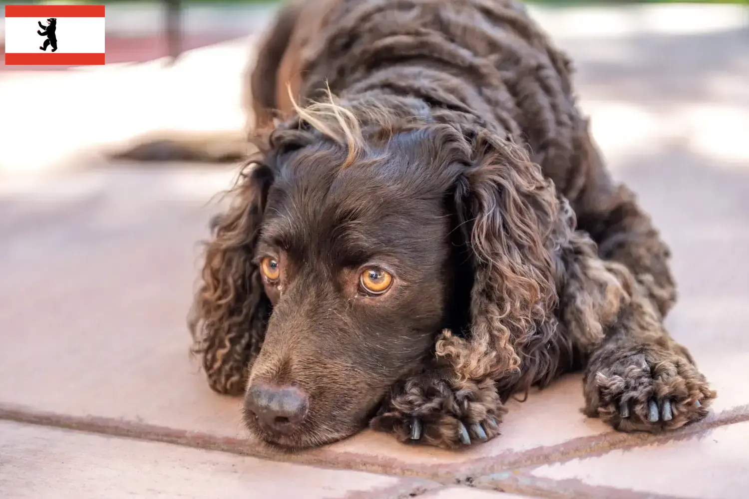American Water Spaniel puppies and breeders Berlin Find American Water Spaniels breeders in Berlin here.