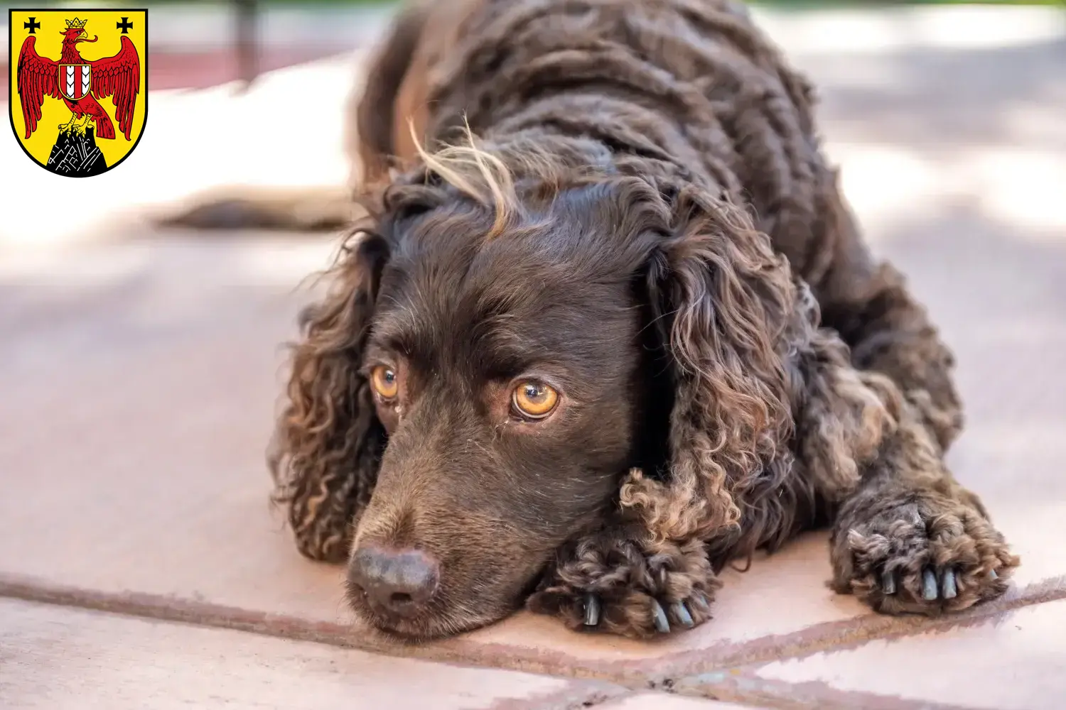 American Water Spaniel puppies and breeders Burgenland Here you can find American Water Spaniels breeders im Burgenland.
