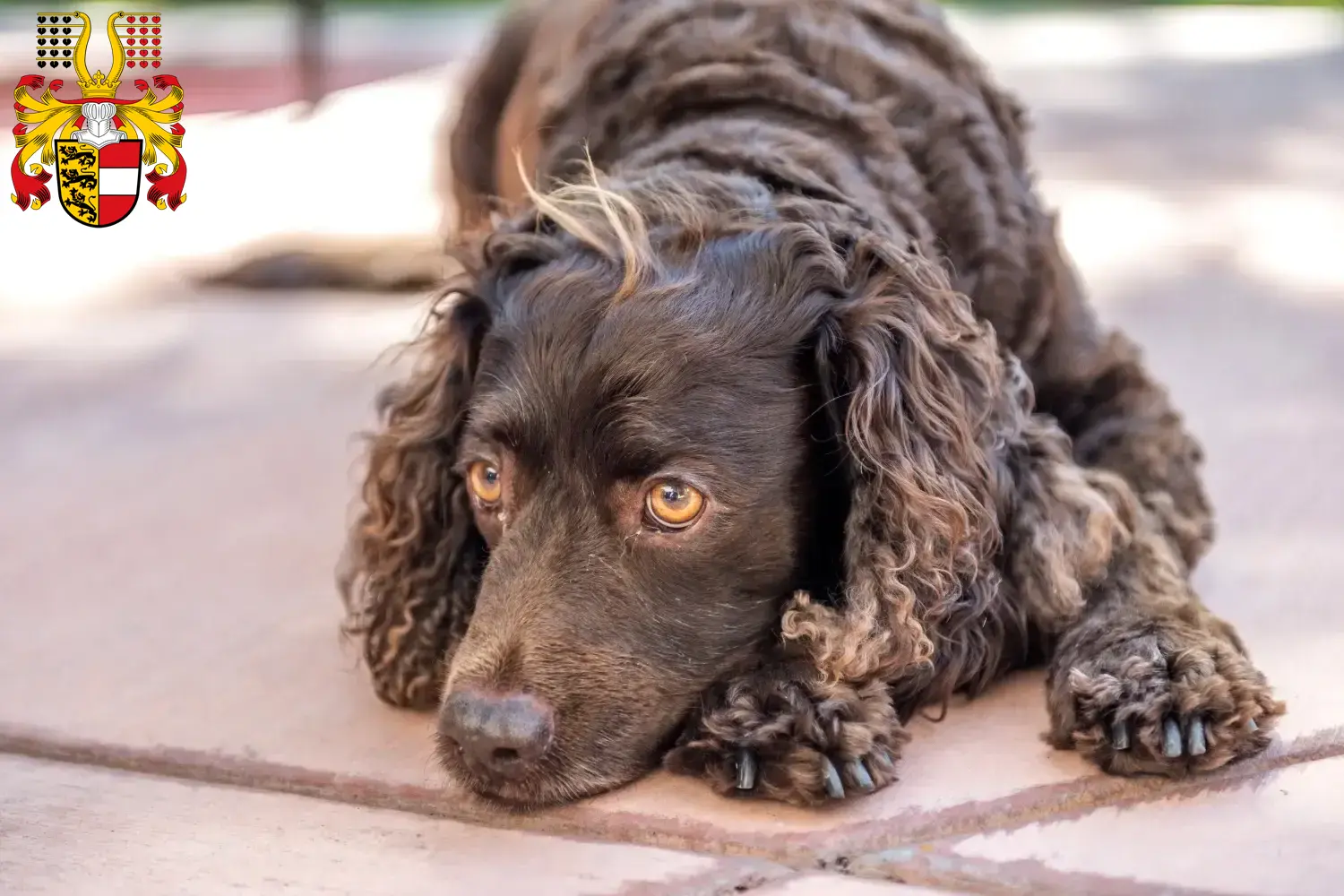 American Water Spaniel puppies and breeders Carinthia Here you can find American Water Spaniels breeders in Carinthia.