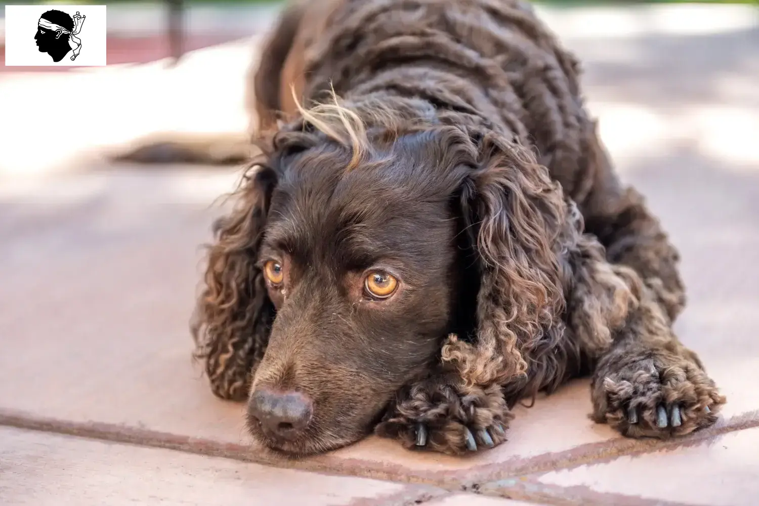American Water Spaniel puppies and breeders Corsica Find here American Water Spaniels breeders in Corsica.