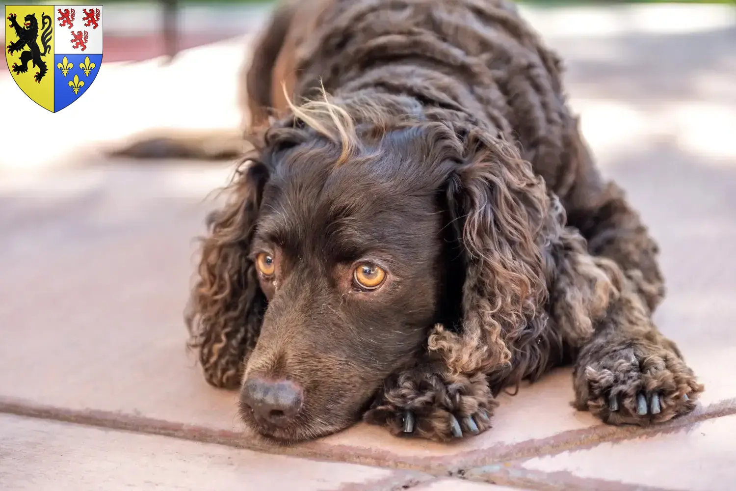 American Water Spaniel puppies and breeders Hauts-de-France Find here American Water Spaniels breeders in Hauts-de-France.