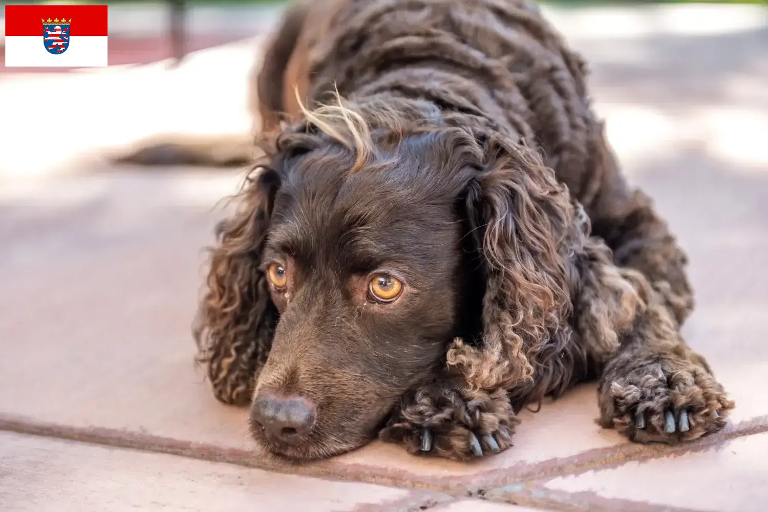 American Water Spaniel puppies and breeders Hessen Here you can find American Water Spaniels breeders in Hessen.