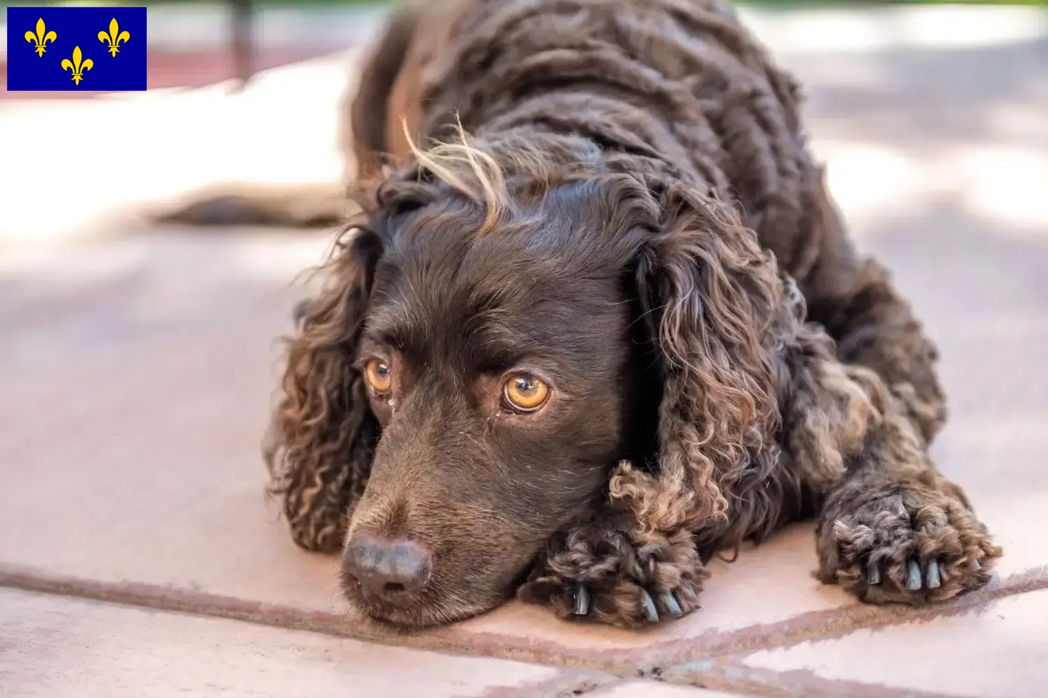 American Water Spaniel puppies and breeders Île-de-France Find American Water Spaniels breeders in Île-de-France.