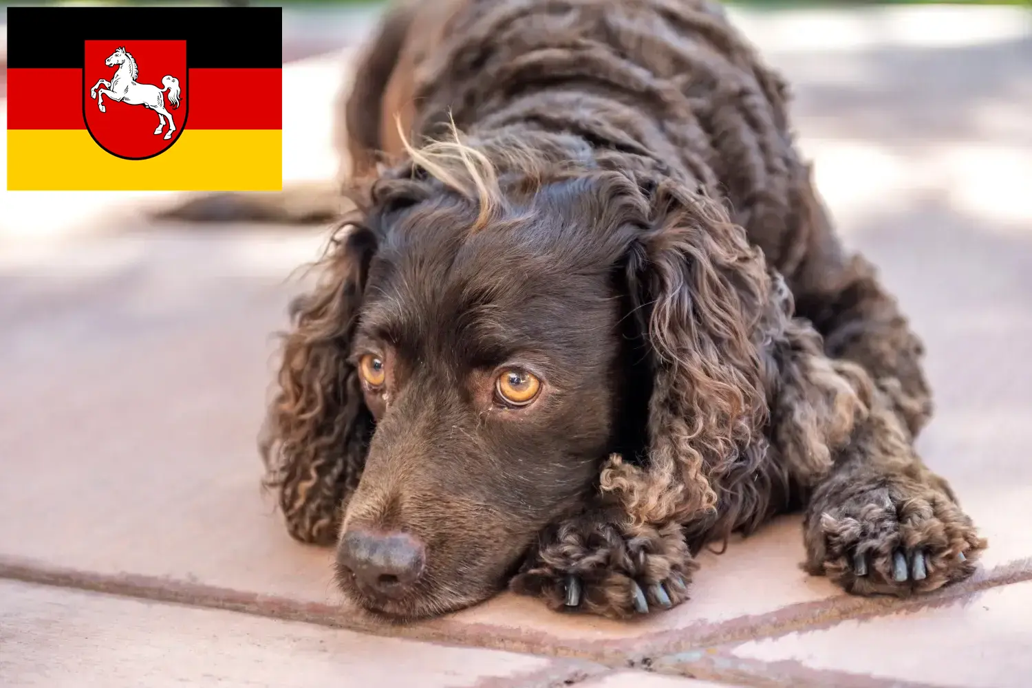 American Water Spaniel puppies and breeders Lower Saxony Here you can find American Water Spaniels breeders in Lower Saxony.