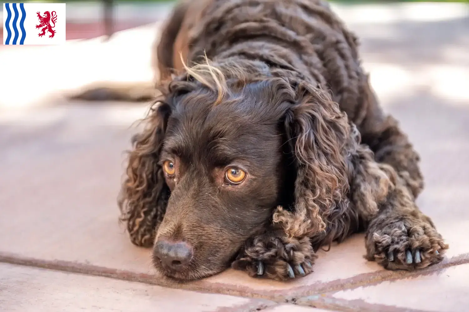 American Water Spaniel puppies and breeder Nouvelle-Aquitaine Find American Water Spaniels breeders in Nouvelle-Aquitaine here.