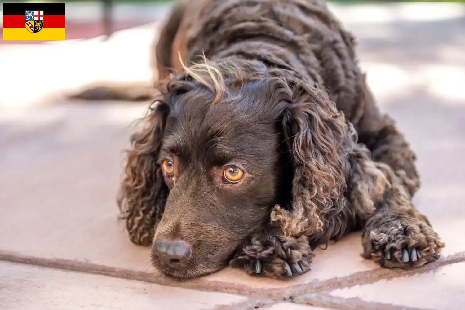 American Water Spaniel puppies and breeders Saarland Here you can find American Water Spaniels breeders im Saarland.
