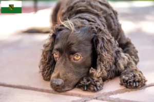 Read more about the article American Water Spaniel breeders and puppies in Saxony