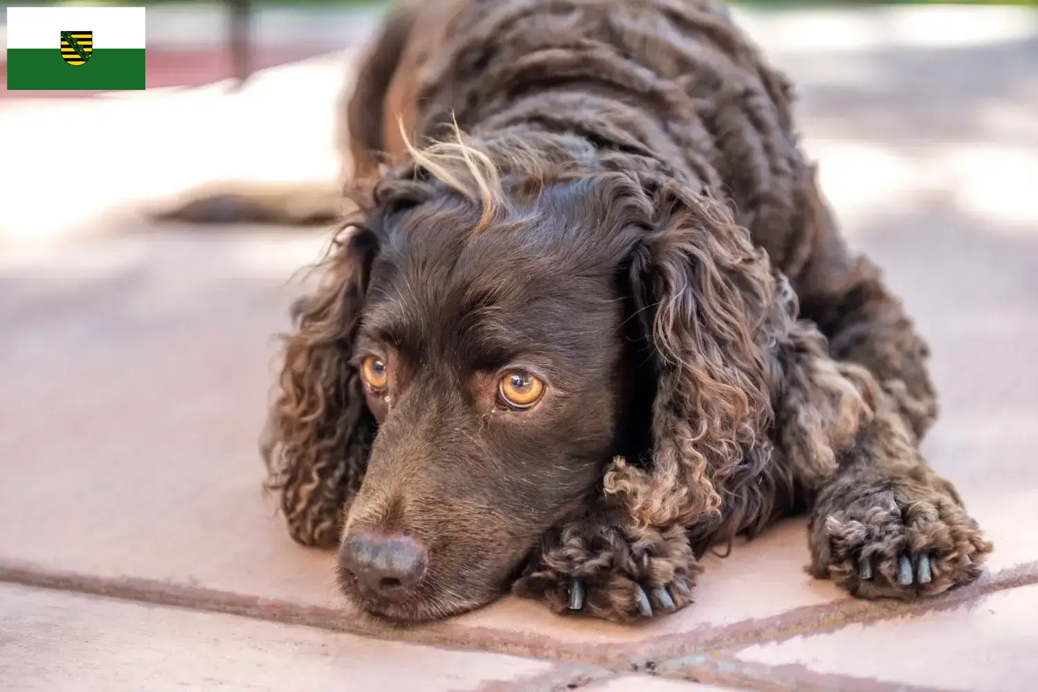 American Water Spaniel puppies and breeders Saxony Here you can find American Water Spaniels breeders in Saxony.