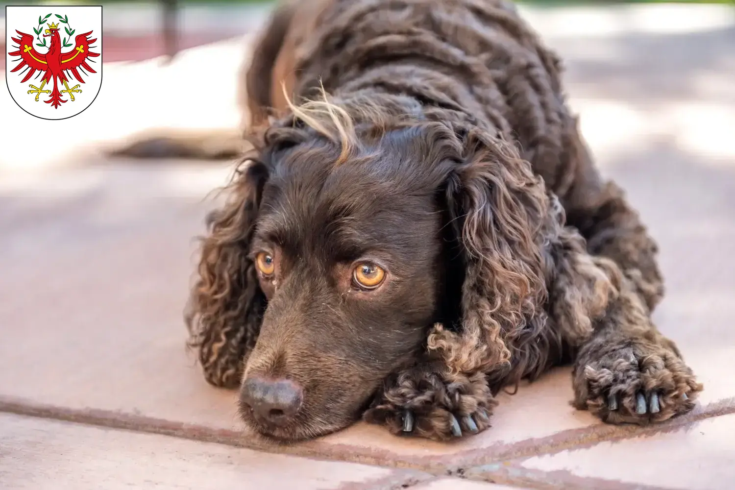 American Water Spaniel puppies and breeders Tirol Here you can find American Water Spaniels breeders in Tyrol.