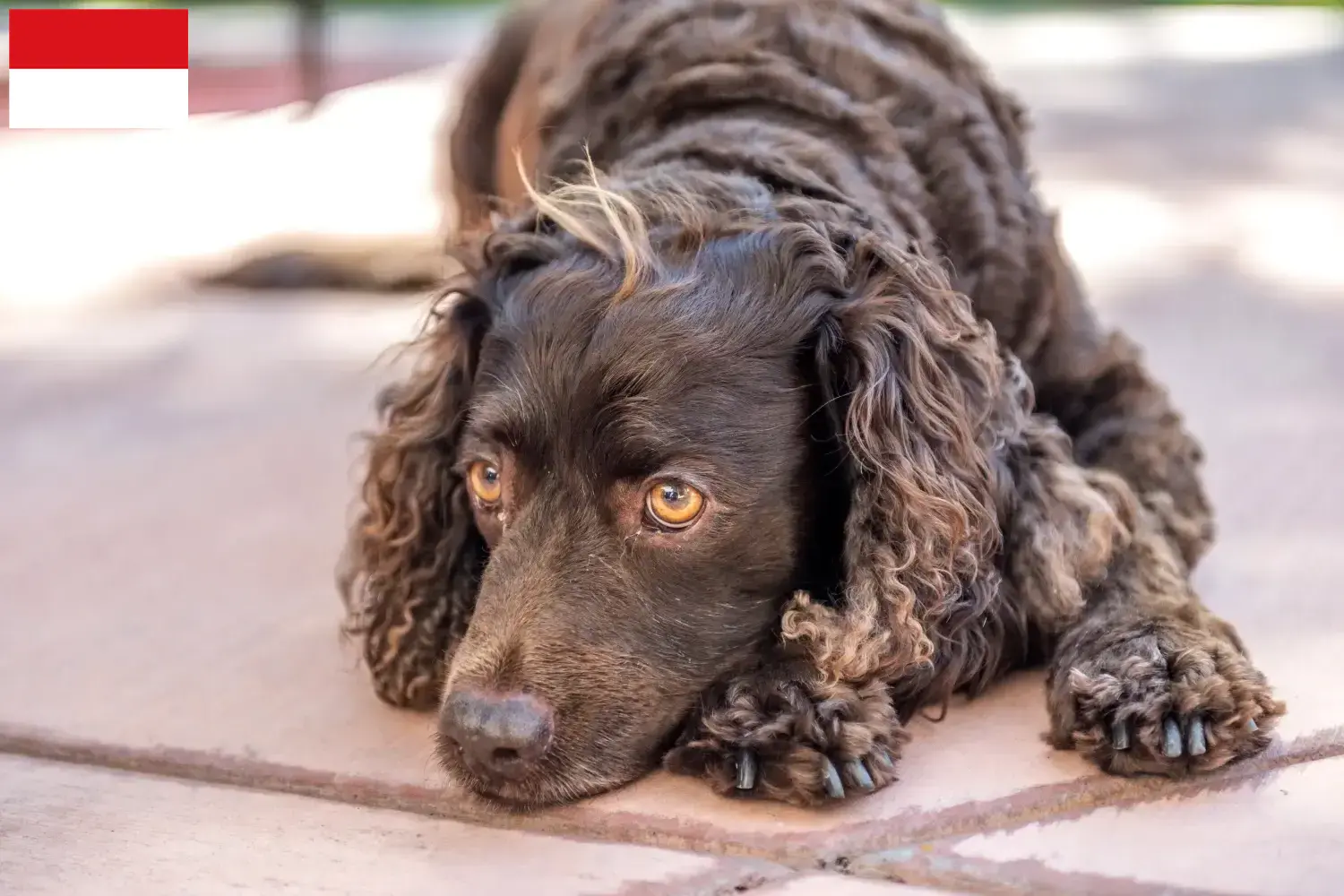 American Water Spaniel puppies and breeders Vienna Find American Water Spaniels breeders in Vienna here.