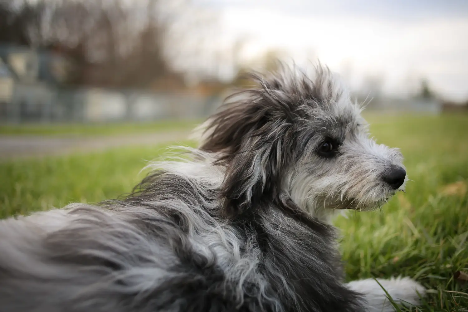 Buying an Aussiedoodle puppy means taking responsibility! Buy Aussiedoodle puppies.