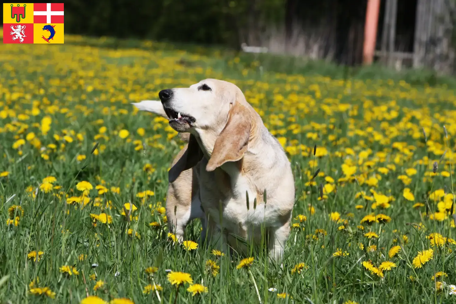 Basset Artésien Normand puppies and breeders Auvergne-Rhône-Alpes Find Basset Artésien Normands breeders in Auvergne-Rhône-Alpes.