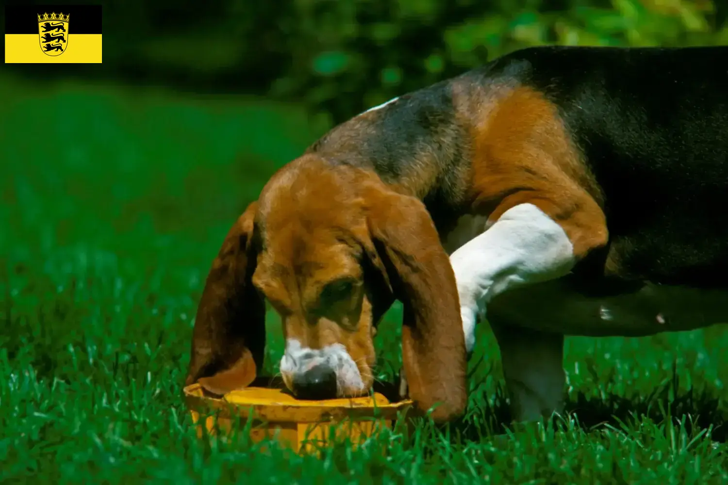 Basset Artésien Normand puppies and breeders Baden-Württemberg Here you can find Basset Artésien Normands breeders in Baden-Württemberg.