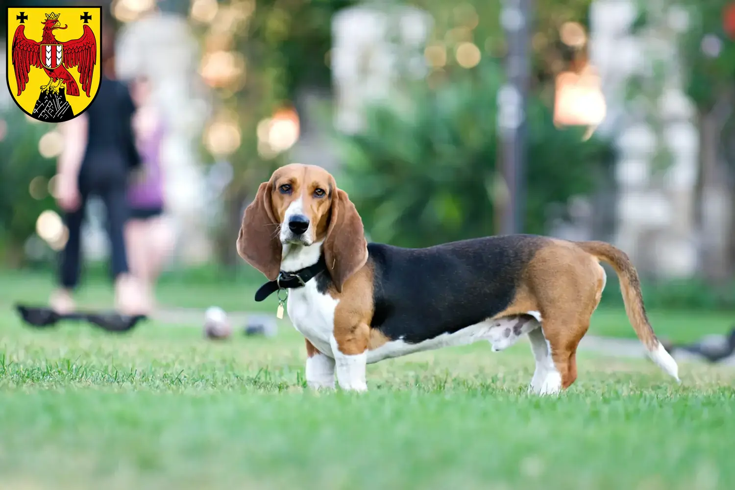 Basset Artésien Normand puppies and breeders Burgenland Here you can find Basset Artésien Normands breeders im Burgenland.