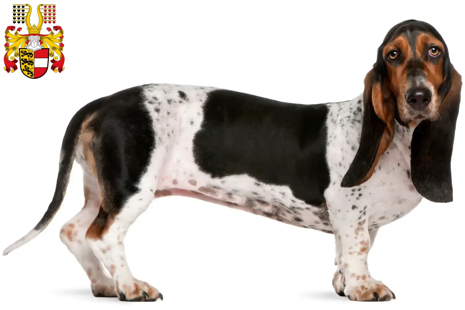 Basset Artésien Normand puppies and breeders Carinthia Find Basset Artésien Normands breeders in Carinthia.