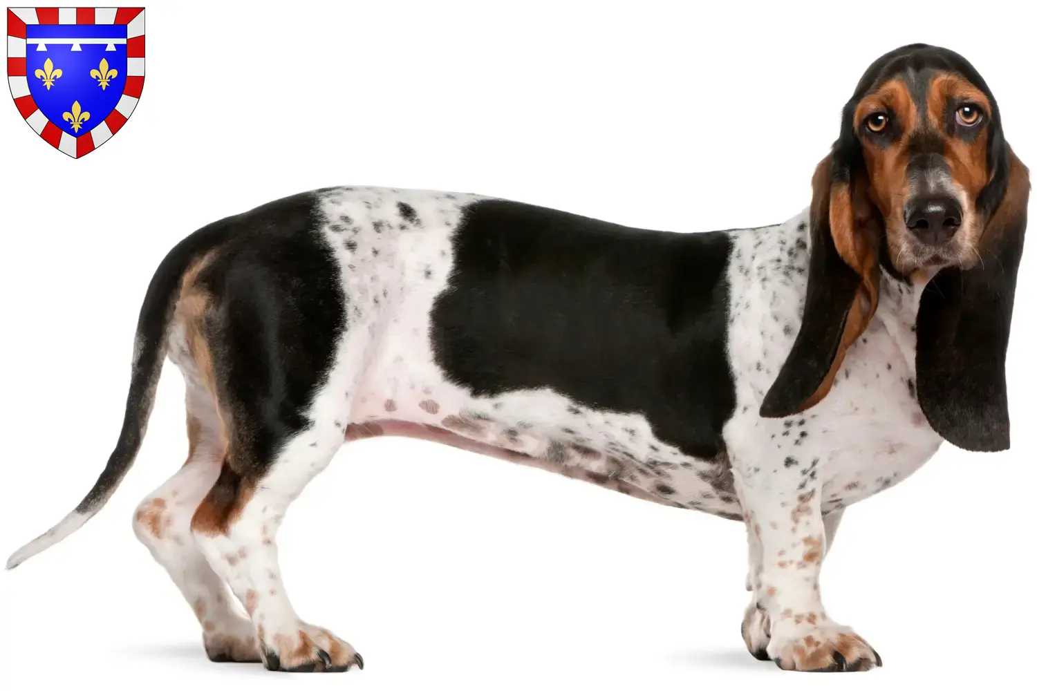 Basset Artésien Normand puppies and breeders Centre-Val de Loire Find Basset Artésien Normands breeders in Centre-Val de Loire.