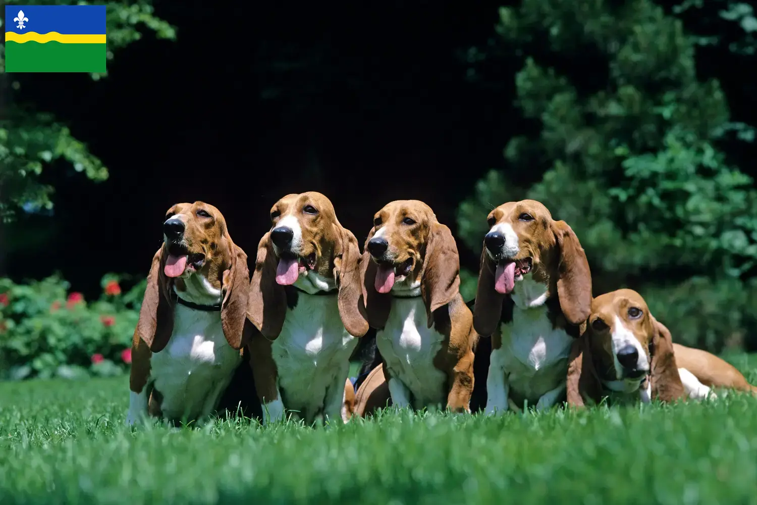 Basset Artésien Normand puppies and breeders Flevoland Here you can find Basset Artésien Normands breeders in Flevoland.
