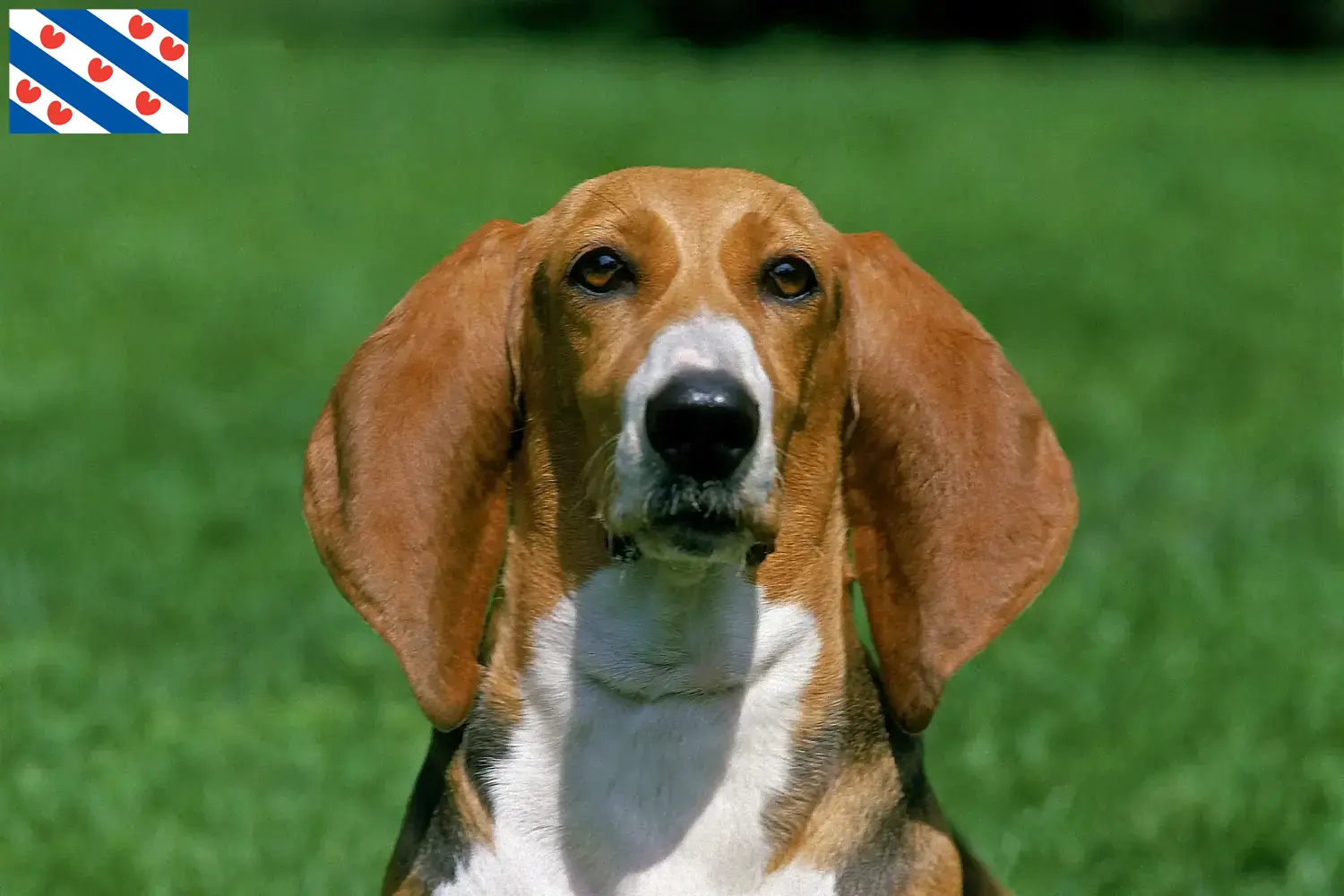Basset Artésien Normand puppies and breeders Friesland Find Basset Artésien Normands breeders in Friesland.
