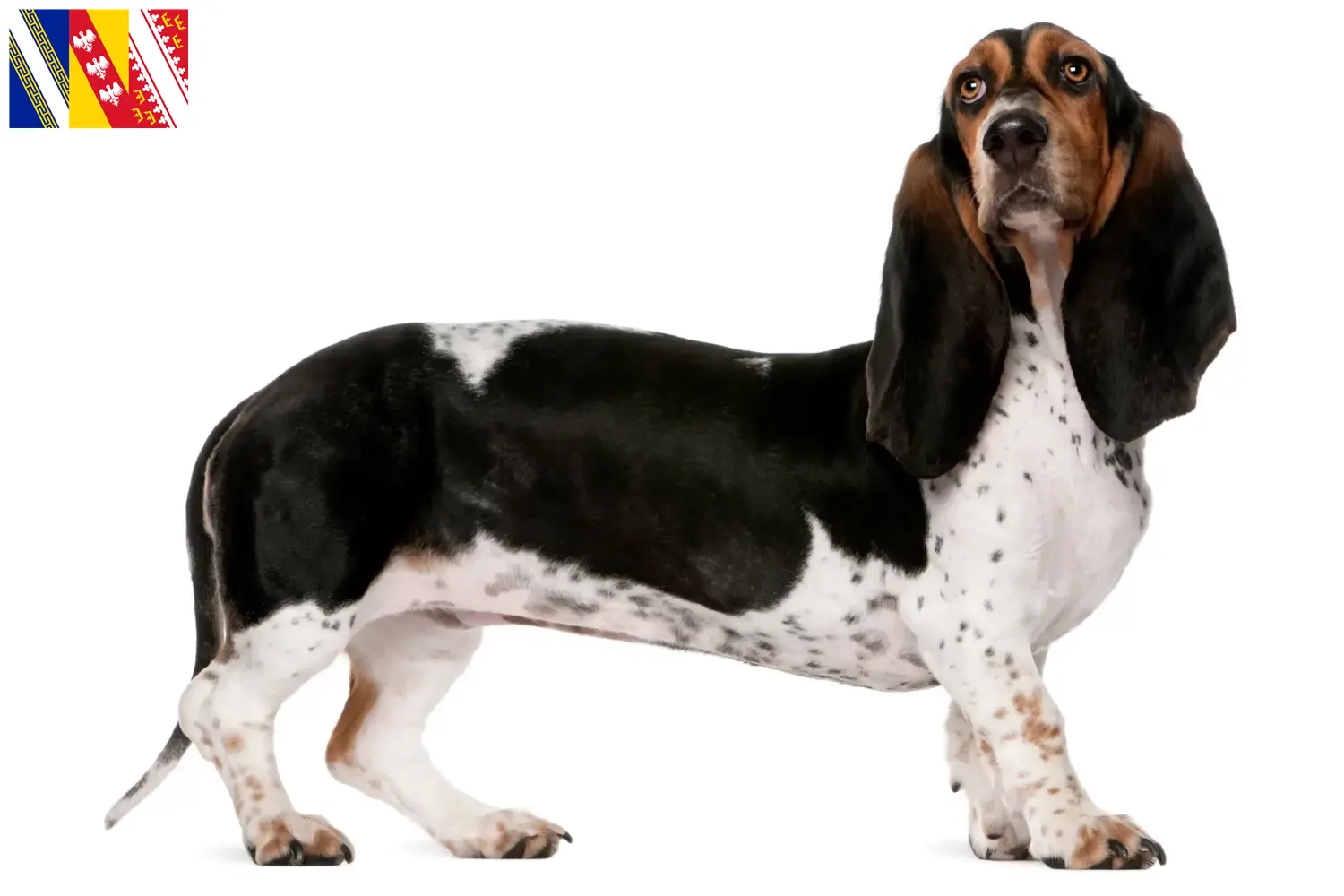 Basset Artésien Normand puppies and breeder Grand Est Find Basset Artésien Normands breeders in Grand Est.
