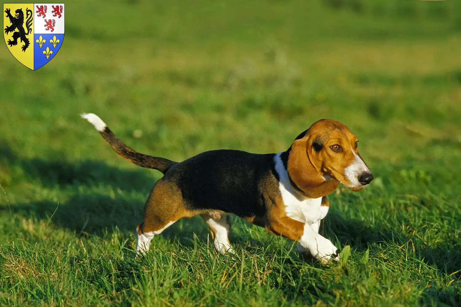 Basset Artésien Normand puppies and breeders Hauts-de-France Find Basset Artésien Normands breeders in Hauts-de-France.
