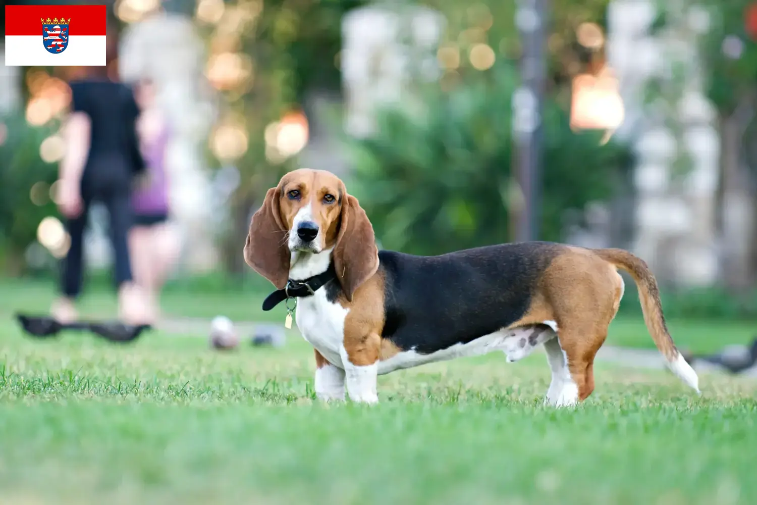 Basset Artésien Normand puppies and breeder Hessen Here you can find Basset Artésien Normands breeders in Hessen.