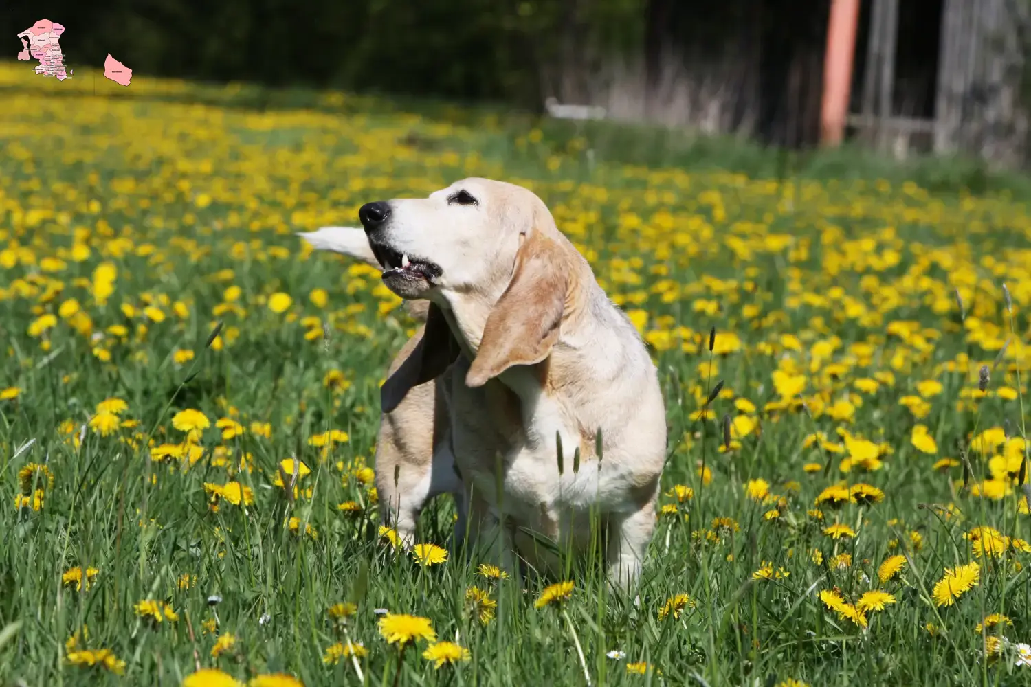 Basset Artésien Normand puppies and breeder Hovedstaden Find Basset Artésien Normands breeders in Hovedstaden.