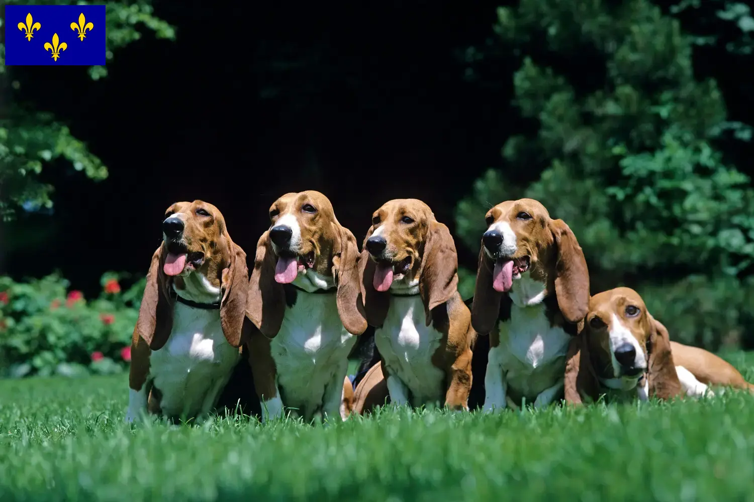 Basset Artésien Normand puppies and breeders Île-de-France Find Basset Artésien Normands breeders in Île-de-France.