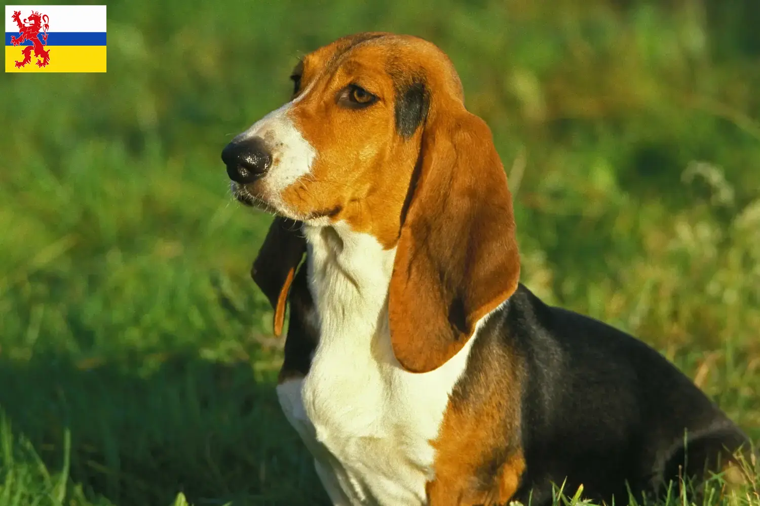 Basset Artésien Normand puppies and breeder Limburg Find Basset Artésien Normands breeders in Limburg.