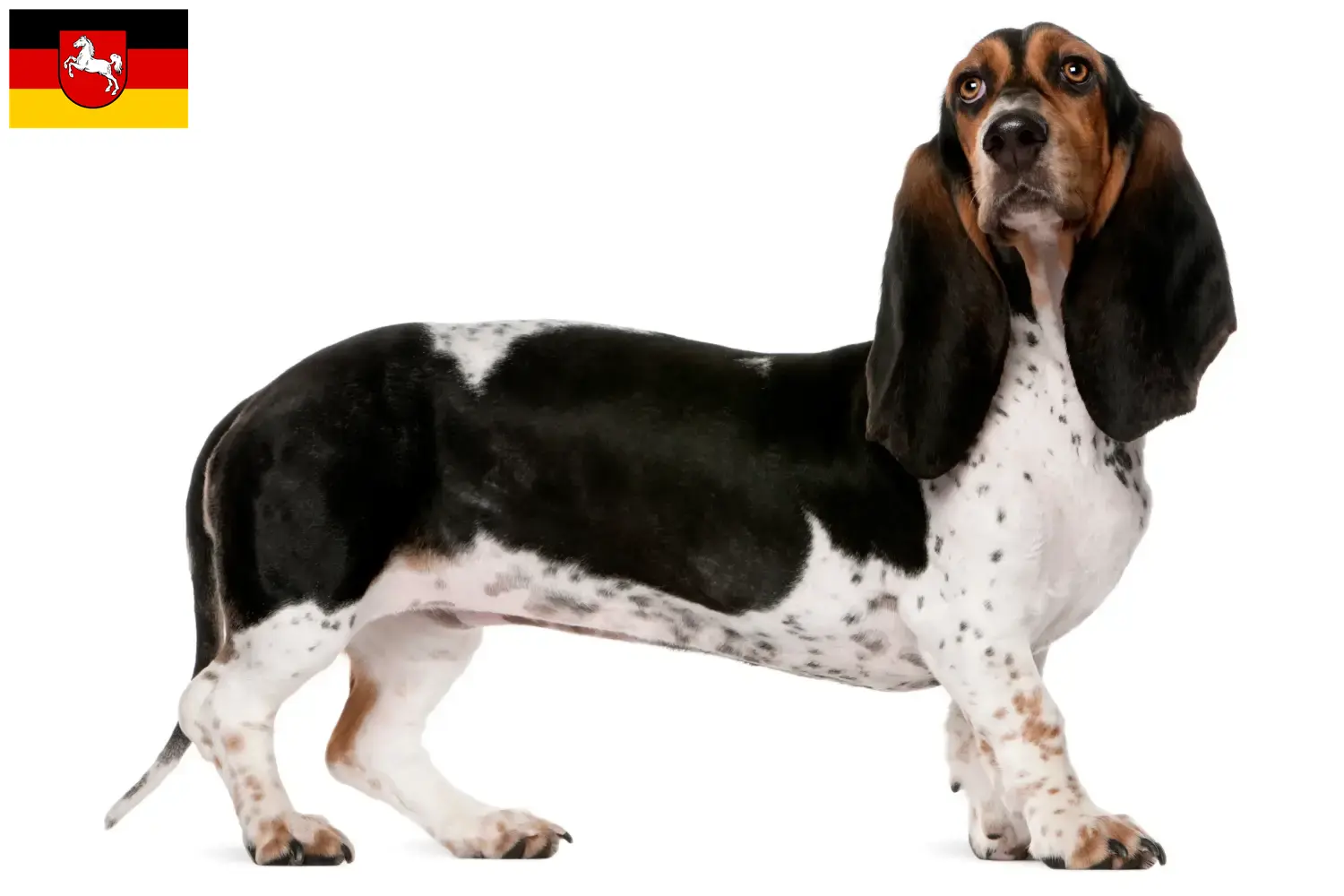 Basset Artésien Normand puppies and breeders Lower Saxony Here you can find Basset Artésien Normands breeders in Lower Saxony.