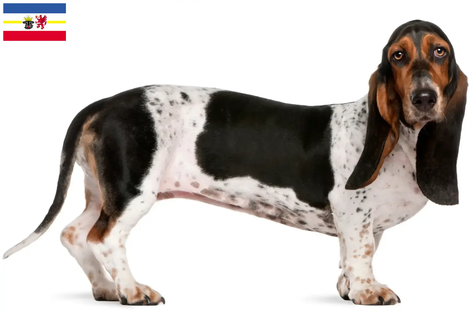 Basset Artésien Normand puppies and breeders Mecklenburg-Vorpommern Here you can find Basset Artésien Normands breeders in Mecklenburg-Vorpommern.