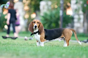 Read more about the article Basset Artésien Normand breeders and puppies in Nordjylland