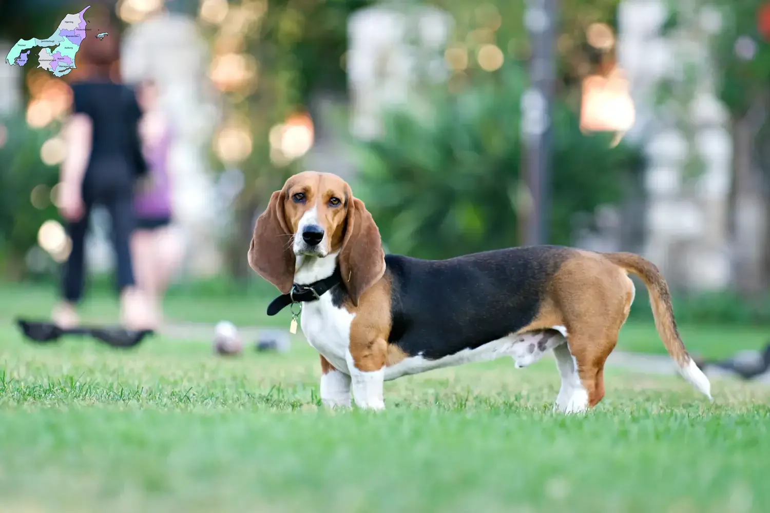 Basset Artésien Normand puppies and breeders Nordjylland Find Basset Artésien Normands breeders in Nordjylland.