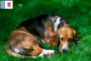 Read more about the article Basset Artésien Normand breeders and puppies in Nouvelle-Aquitaine