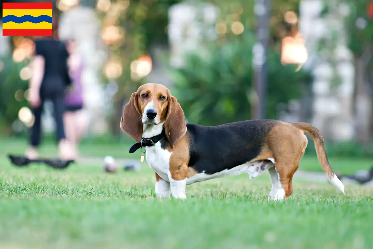 Basset Artésien Normand puppies and breeders Overijssel Find Basset Artésien Normands breeders in Overijssel.