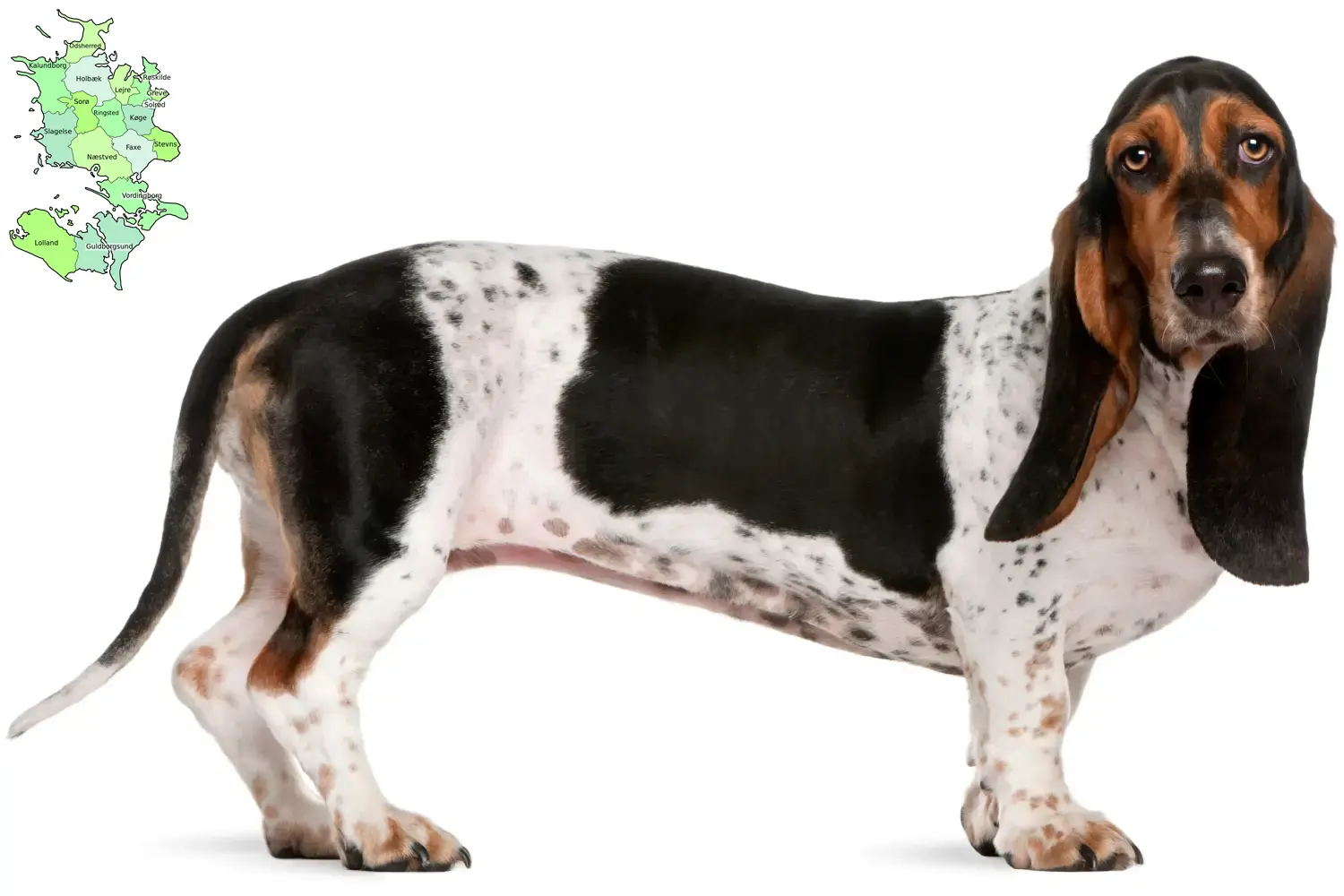 Basset Artésien Normand puppies and breeder Sjælland Find Basset Artésien Normands breeders in Sjælland.