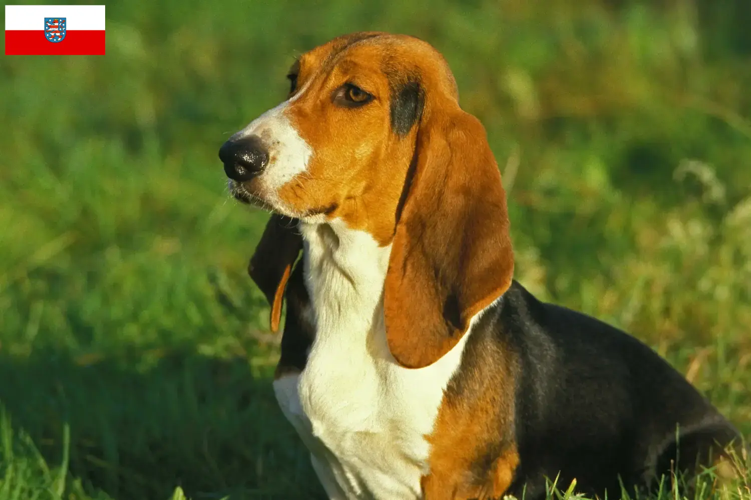 Basset Artésien Normand puppies and breeders Thuringia Here you can find Basset Artésien Normands breeders in Thuringia.
