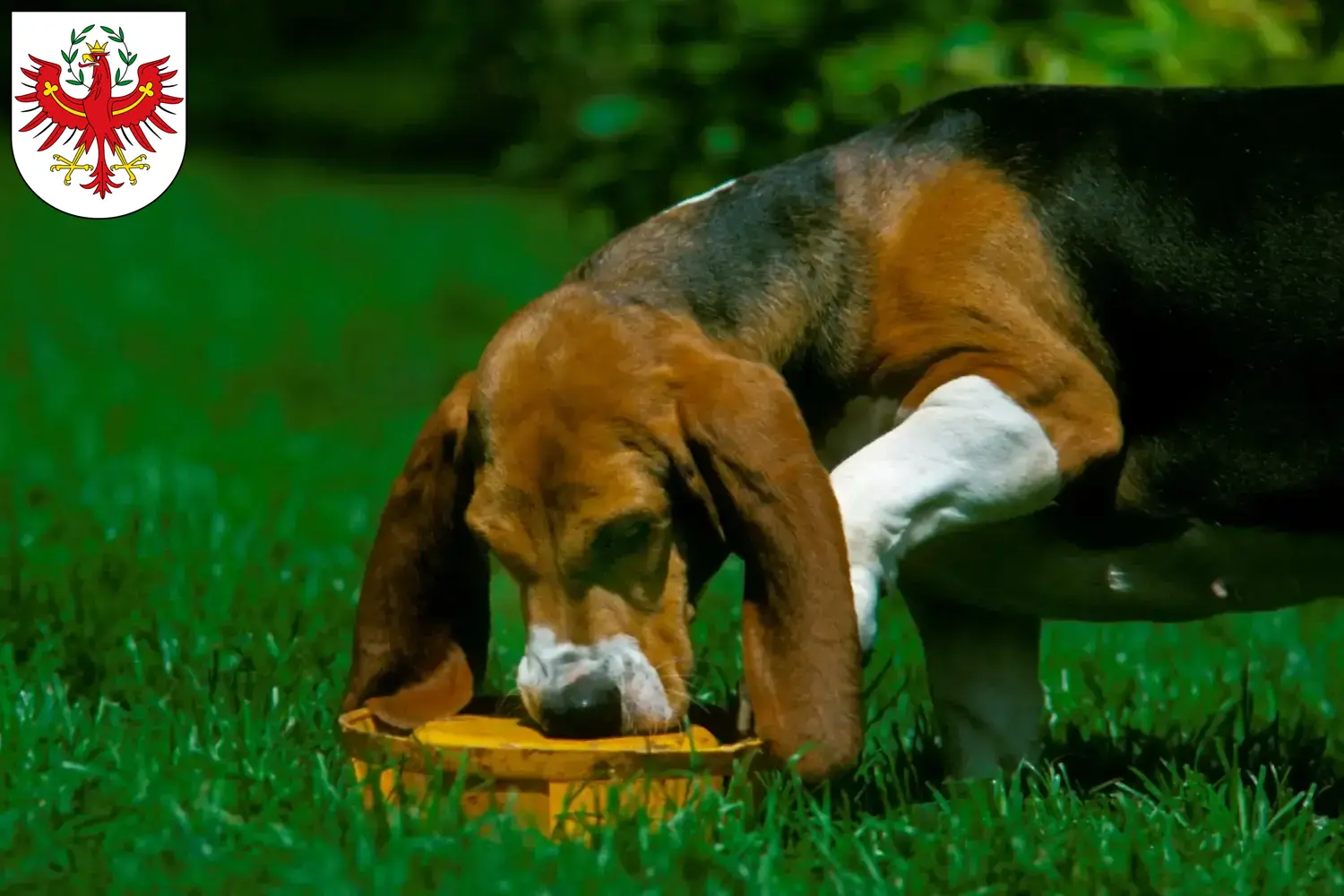 Basset Artésien Normand puppies and breeders Tirol Here you will find Basset Artésien Normands breeders in Tyrol.