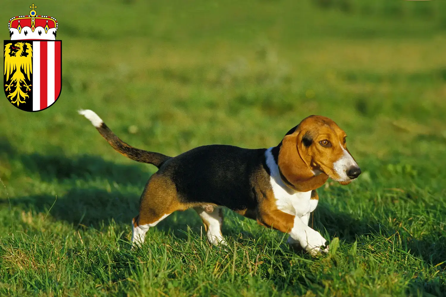 Basset Artésien Normand puppies and breeders Upper Austria Here you can find Basset Artésien Normands breeders in Upper Austria.