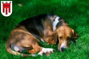 Read more about the article Basset Artésien Normand breeders and puppies in Vorarlberg