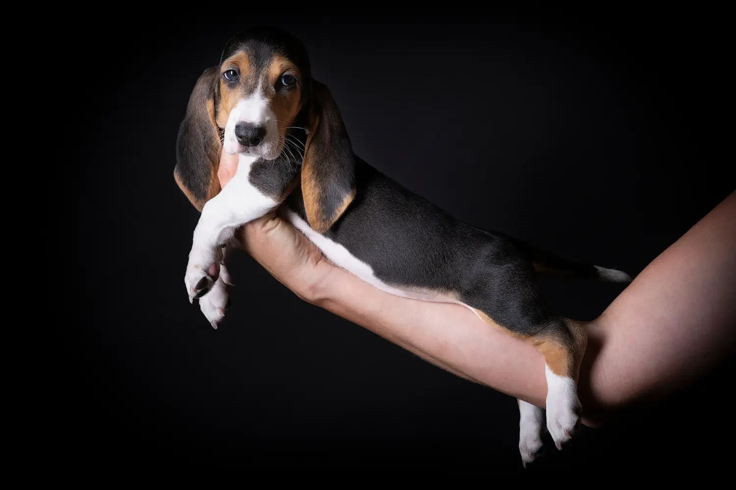 Buying a Basset Artésien Normand puppy means taking responsibility! Buy Basset Artésien Normand puppies.