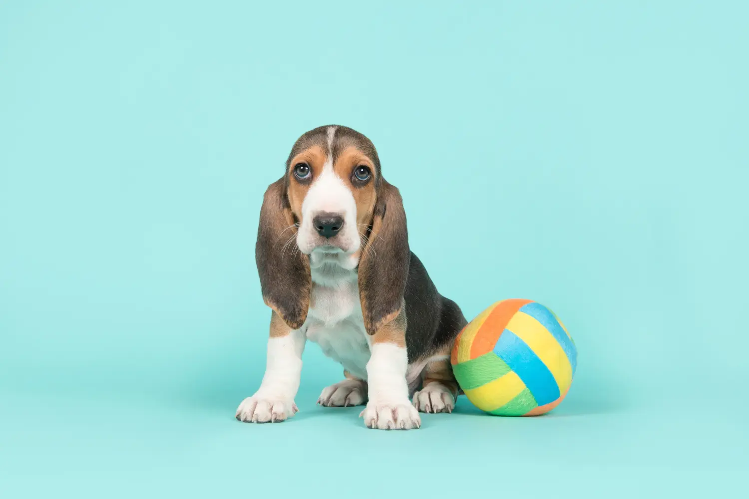 Buying a Basset Artésien Normand puppy means taking responsibility! Buy Basset Artésien Normand puppies.