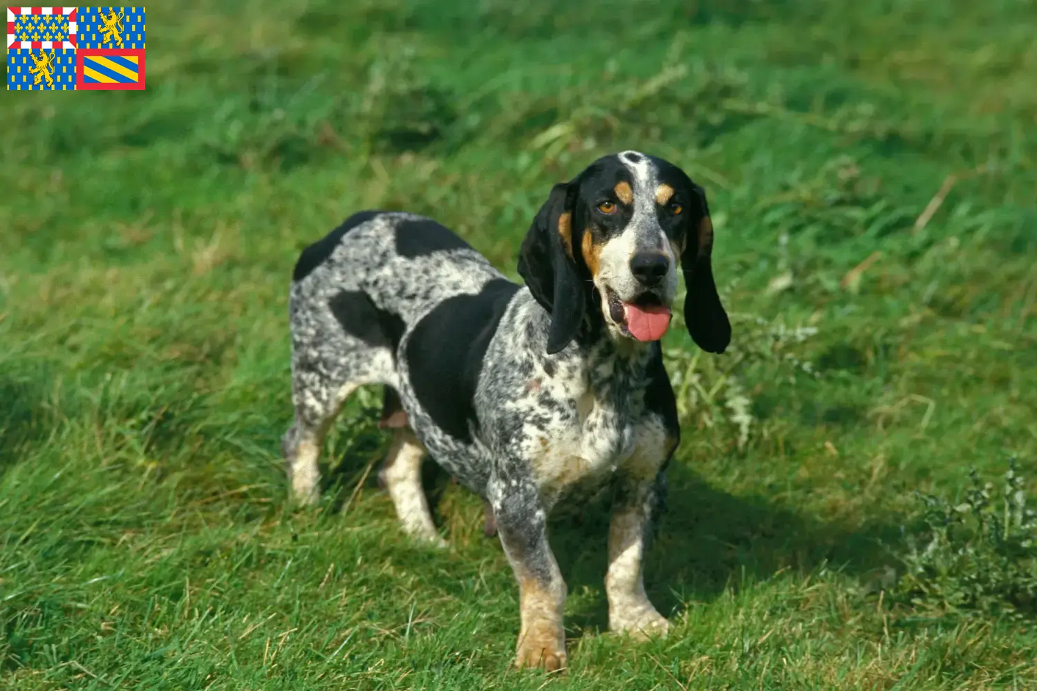 Basset bleu de Gascogne puppies and breeders Bourgogne-Franche-Comté Find Basset bleu de Gascognes breeders in Bourgogne-Franche-Comté.