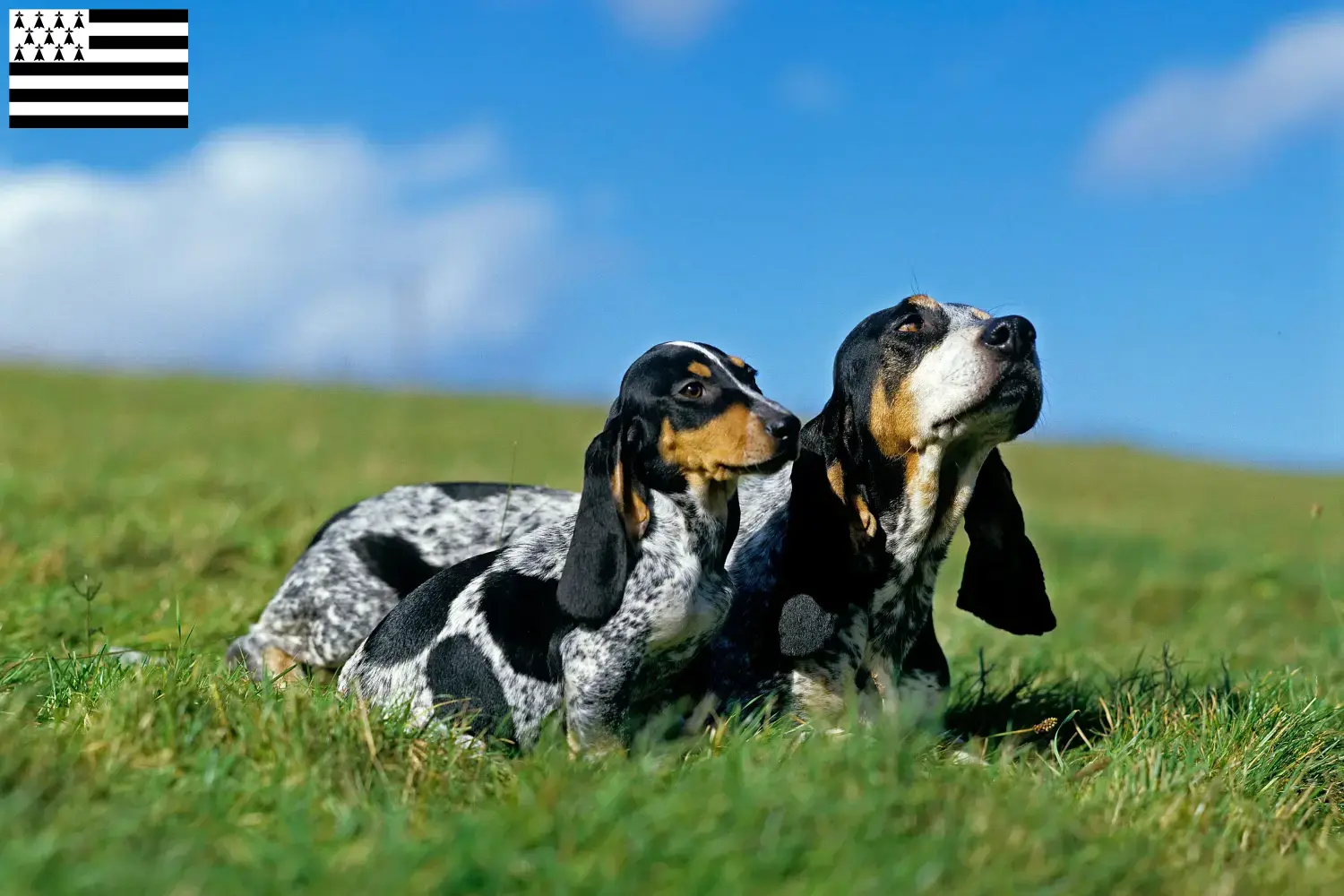 Basset bleu de Gascogne puppies and breeders Brittany Find Basset bleu de Gascognes breeders in Brittany .