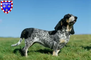 Read more about the article Basset bleu de Gascogne breeders and puppies in Centre-Val de Loire